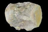 Mosasaur (Platecarpus) Dorsal Vertebra - Kansas #143473-1